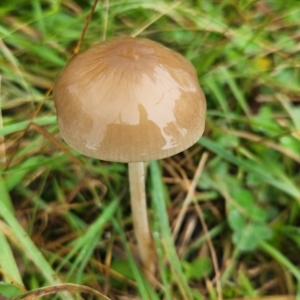 zz agaric (stem; gill colour unknown) at Hawker, ACT - 15 May 2022 12:50 PM