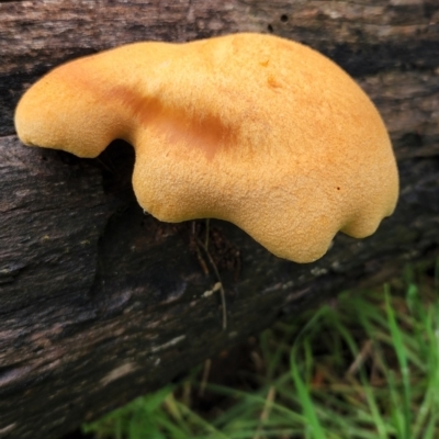 Unidentified Fungus at Hawker, ACT - 15 May 2022 by NathanaelC