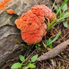 Trametes coccinea (Scarlet Bracket) at The Pinnacle - 15 May 2022 by NathanaelC