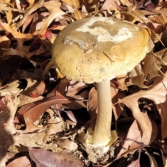 Amanita phalloides (Death Cap) at Lyneham, ACT by trevorpreston