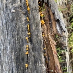 Dacryopinax spathularia (Dacryopinax spathularia) at Watson, ACT - 16 May 2022 by waltraud