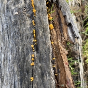 Dacryopinax spathularia at Watson, ACT - 16 May 2022