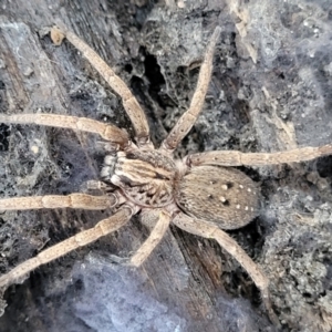 Mituliodon tarantulinus at O'Connor, ACT - 18 May 2022