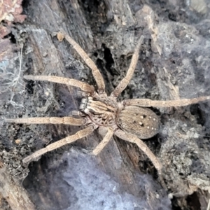 Mituliodon tarantulinus at O'Connor, ACT - 18 May 2022