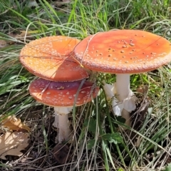 Amanita muscaria at Lyneham, ACT - 18 May 2022 12:26 PM