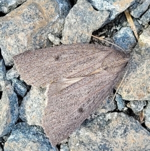 Paralaea porphyrinaria at O'Connor, ACT - 18 May 2022