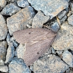 Paralaea porphyrinaria at O'Connor, ACT - 18 May 2022