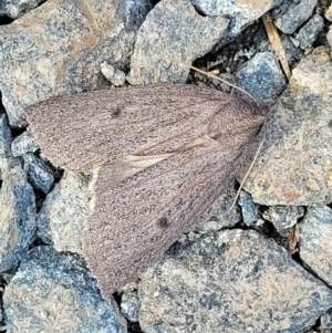 Paralaea porphyrinaria at O'Connor, ACT - 18 May 2022 12:21 PM