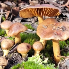 zz agaric (stem; gills not white/cream) at O'Connor, ACT - 18 May 2022 by trevorpreston