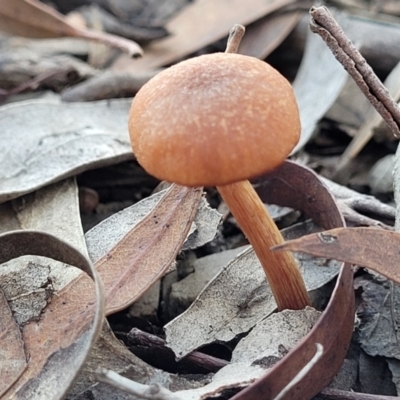 Unidentified Cap on a stem; gills below cap [mushrooms or mushroom-like] at O'Connor, ACT - 18 May 2022 by trevorpreston