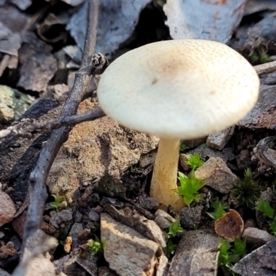 Unidentified Cap on a stem; gills below cap [mushrooms or mushroom-like] at O'Connor, ACT - 18 May 2022 by trevorpreston