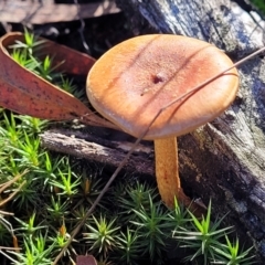 Unidentified Cap on a stem; gills below cap [mushrooms or mushroom-like] at O'Connor, ACT - 18 May 2022 by trevorpreston