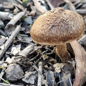 Inocybe sp. at O'Connor, ACT - 18 May 2022