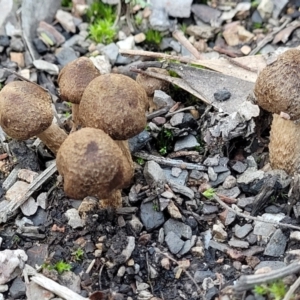 Inocybe sp. at O'Connor, ACT - 18 May 2022