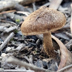 Inocybe sp. at O'Connor, ACT - 18 May 2022 12:06 PM