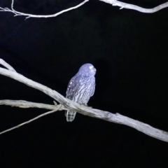 Ninox connivens (Barking Owl) at Albury, NSW - 18 May 2022 by AlburyCityEnviros