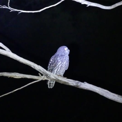 Ninox connivens (Barking Owl) at Albury, NSW - 18 May 2022 by AlburyCityEnviros