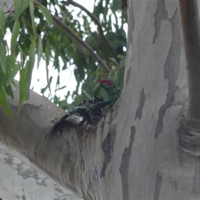 Glossopsitta concinna (Musk Lorikeet) at Thurgoona, NSW - 18 May 2022 by AlburyCityEnviros