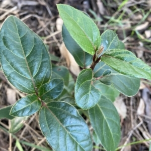 Viburnum tinus at Watson, ACT - 16 May 2022