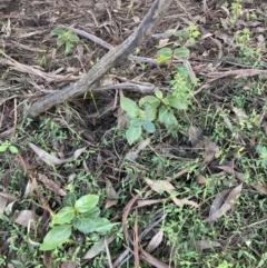 Viburnum tinus at Watson, ACT - 16 May 2022