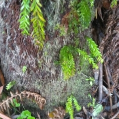 Unidentified Moss, Liverwort or Hornwort at Central Tilba, NSW - 14 May 2022 by mahargiani