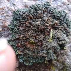 Unidentified Lichen at Central Tilba, NSW - 14 May 2022 by mahargiani