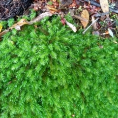Unidentified Moss, Liverwort or Hornwort at Tilba Tilba, NSW - 14 May 2022 by mahargiani