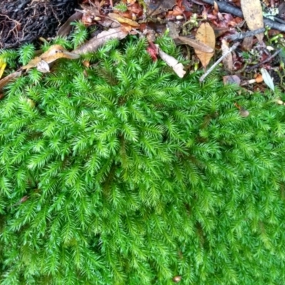 Unidentified Moss, Liverwort or Hornwort at Tilba Tilba, NSW - 14 May 2022 by mahargiani