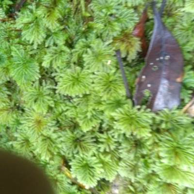 Unidentified Moss, Lichen, Liverwort, etc at Tilba Tilba, NSW - 14 May 2022 by mahargiani