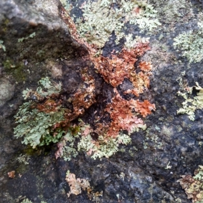 Unverified Lichen at Tilba Tilba, NSW - 14 May 2022 by mahargiani