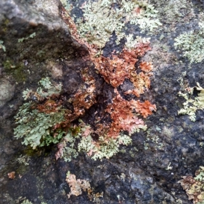 Unidentified Lichen at Tilba Tilba, NSW - 14 May 2022 by mahargiani