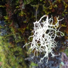 Unidentified Lichen at Tilba Tilba, NSW - 14 May 2022 by mahargiani