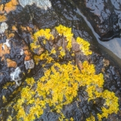 Unverified Lichen at Dalmeny, NSW - 15 May 2022 by mahargiani