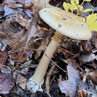 Amanita phalloides (Death Cap) at Lyneham, ACT by trevorpreston