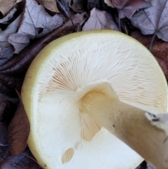 Amanita phalloides at Lyneham, ACT - 18 May 2022 02:46 PM