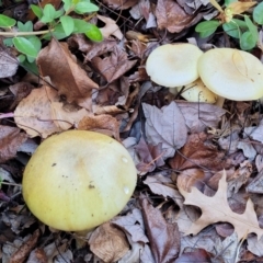 Amanita phalloides at Lyneham, ACT - 18 May 2022 02:46 PM