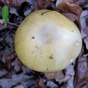 Amanita phalloides at Lyneham, ACT - 18 May 2022 02:46 PM