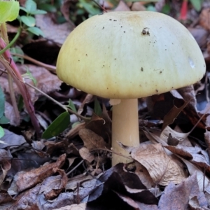 Amanita phalloides at Lyneham, ACT - 18 May 2022 02:46 PM