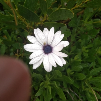 Dimorphotheca ecklonis (African Daisy) at Dalmeny, NSW - 15 May 2022 by mahargiani