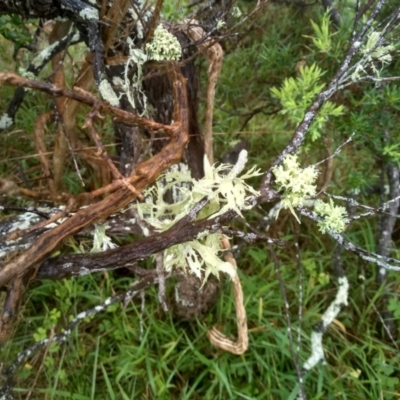 Unidentified Lichen at Dalmeny, NSW - 15 May 2022 by mahargiani