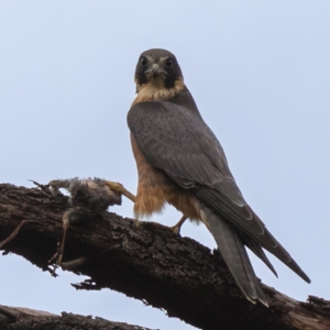 Falco longipennis at Fyshwick, ACT - 27 Apr 2022 10:01 AM