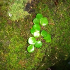 Pyrrosia rupestris (Rock Felt Fern) at Kianga, NSW - 15 May 2022 by mahargiani