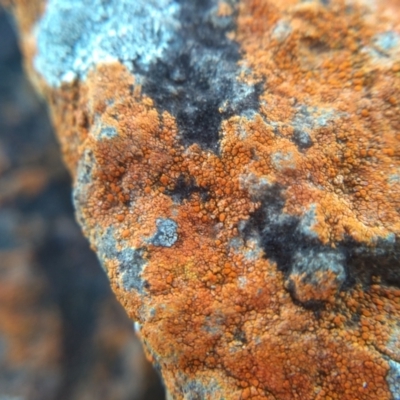 Unidentified Lichen at Broulee, NSW - 16 May 2022 by mahargiani