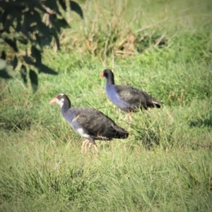 Porphyrio melanotus at Throsby, ACT - 17 May 2022