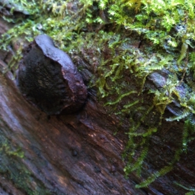 Unidentified Other fungi on wood at Kianga, NSW - 15 May 2022 by mahargiani