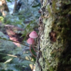 Mycena sp. at Kianga, NSW - 15 May 2022 by mahargiani