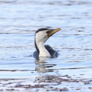 Microcarbo melanoleucos at Belconnen, ACT - 18 May 2022