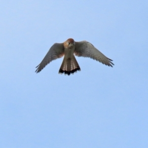 Falco cenchroides at Isabella Plains, ACT - 18 May 2022