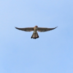 Falco cenchroides at Isabella Plains, ACT - 18 May 2022