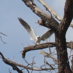 Elanus axillaris (Black-shouldered Kite) at Richardson, ACT - 18 May 2022 by RodDeb